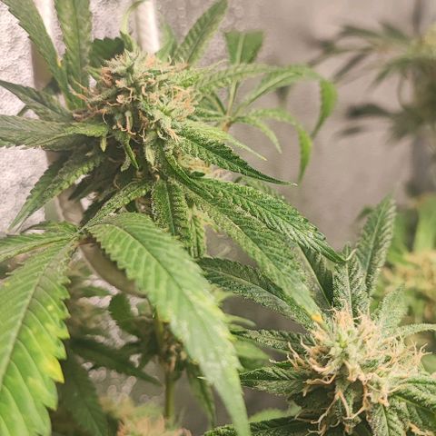 Oreoz growlog timeline photo