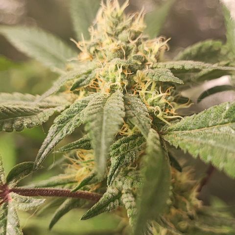 Chiquita banana growlog timeline photo