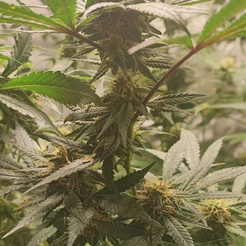 Chiquita banana growlog timeline photo