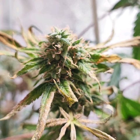 Permanent marker growlog timeline photo