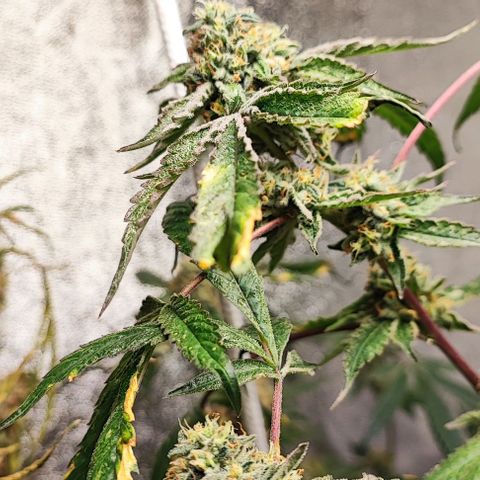 Chiquita banana growlog timeline photo