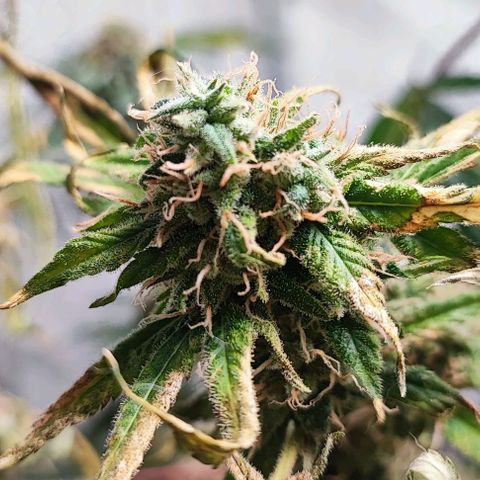 Chiquita banana growlog timeline photo