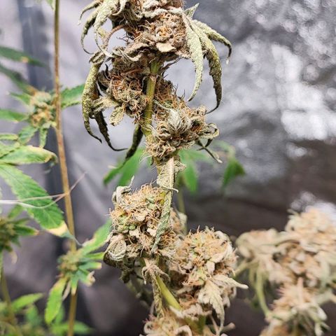 Oreoz growlog timeline photo