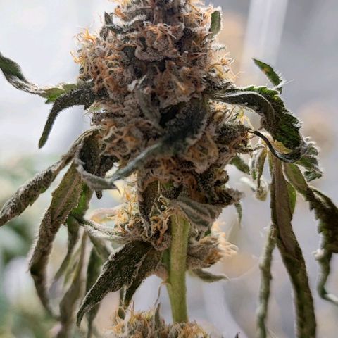 Oreoz growlog timeline photo