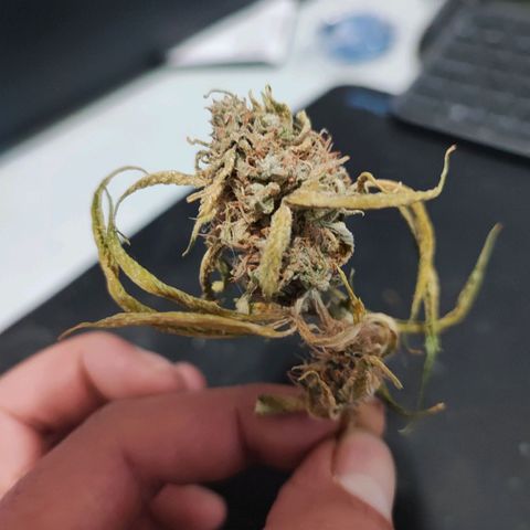 Oreoz growlog timeline photo