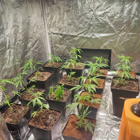 Kritical bilbo growlog timeline photo