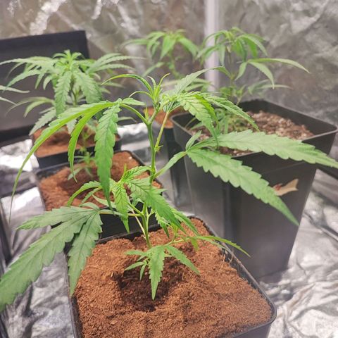 Kritical bilbo growlog timeline photo