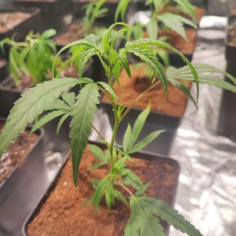 Kritical bilbo growlog timeline photo