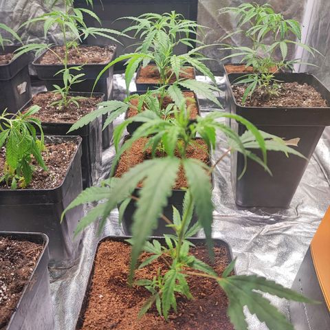 Kritical bilbo growlog timeline photo