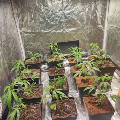 Kritical bilbo growlog timeline photo