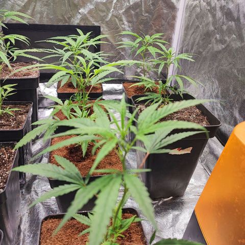 Kritical bilbo growlog timeline photo