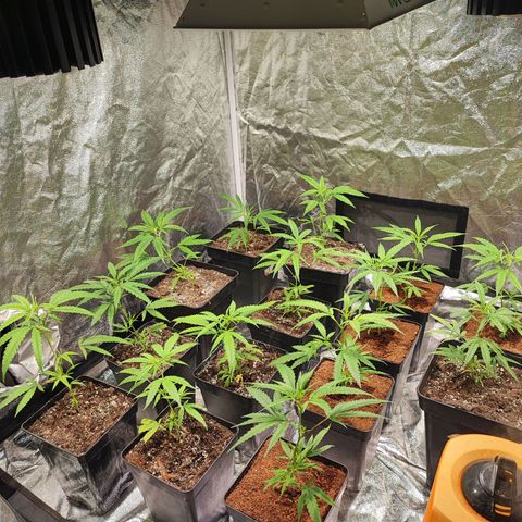 Kritical bilbo growlog timeline photo