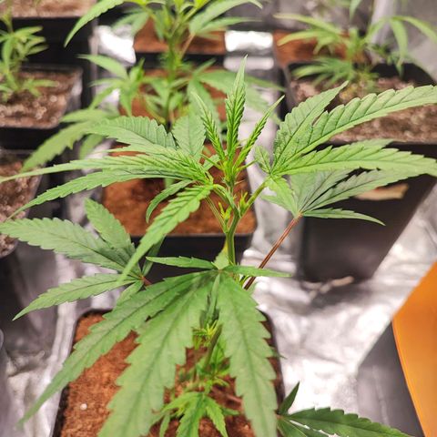 Kritical bilbo growlog timeline photo