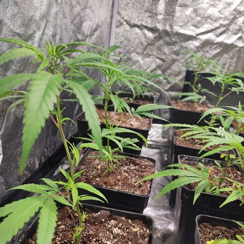 Kritical bilbo growlog timeline photo