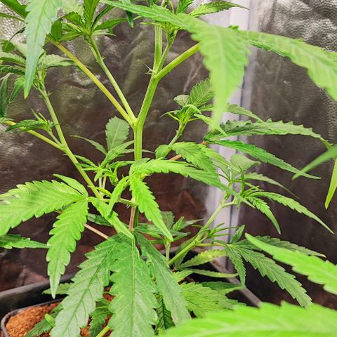 Kritical bilbo growlog photo: 30cm-+