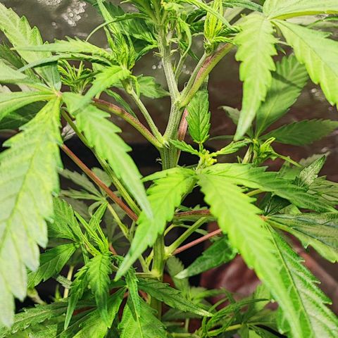 Kritical bilbo growlog timeline photo