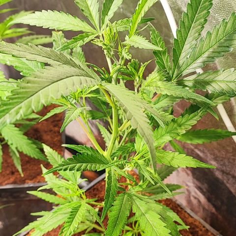 Kritical bilbo growlog timeline photo