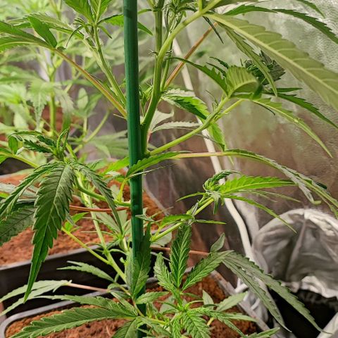 Kritical bilbo growlog timeline photo