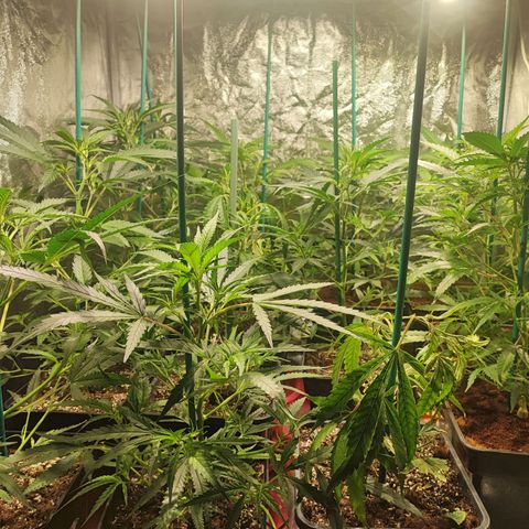 Kritical bilbo growlog timeline photo