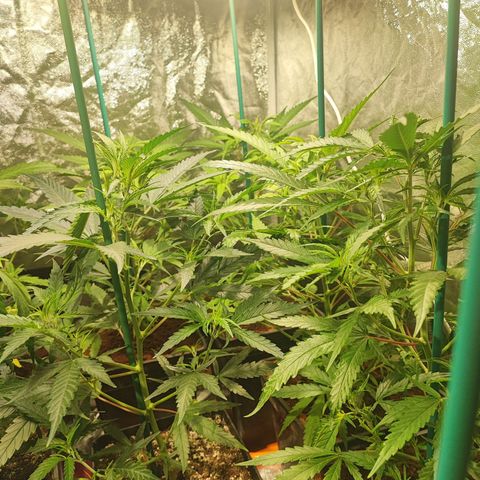Kritical bilbo growlog timeline photo