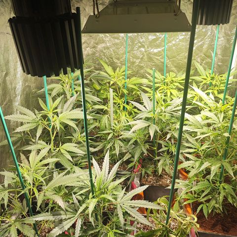 Kritical bilbo growlog timeline photo