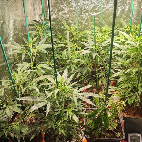 Kritical bilbo growlog timeline photo