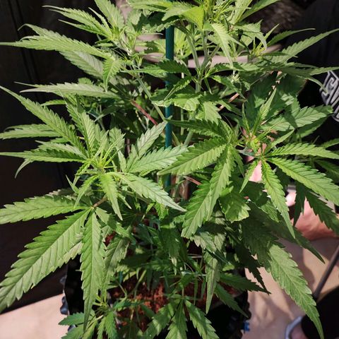 Kritical bilbo growlog timeline photo