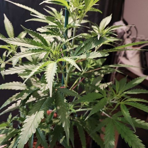 Kritical bilbo growlog timeline photo