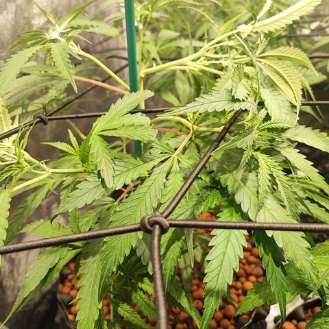 Kritical bilbo growlog timeline photo