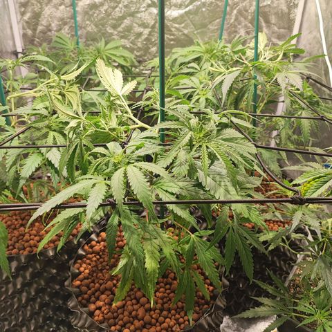 Kritical bilbo growlog timeline photo