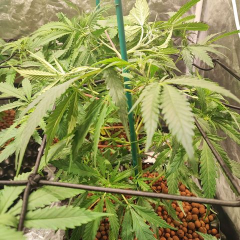 Kritical bilbo growlog timeline photo