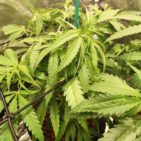 Kritical bilbo growlog timeline photo