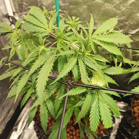 Kritical bilbo growlog timeline photo