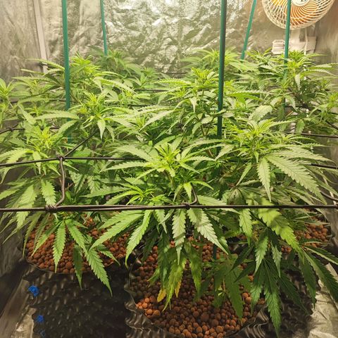 Kritical bilbo growlog timeline photo