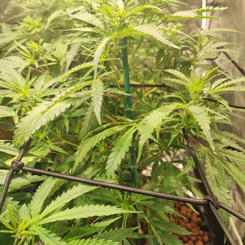 Kritical bilbo growlog timeline photo