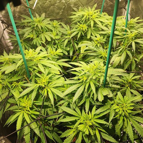 Kritical bilbo growlog timeline photo