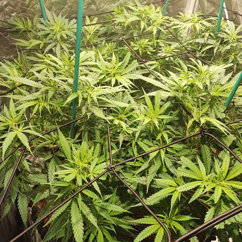 Kritical bilbo growlog timeline photo