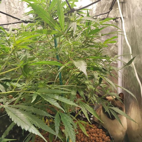 Kritical bilbo growlog timeline photo
