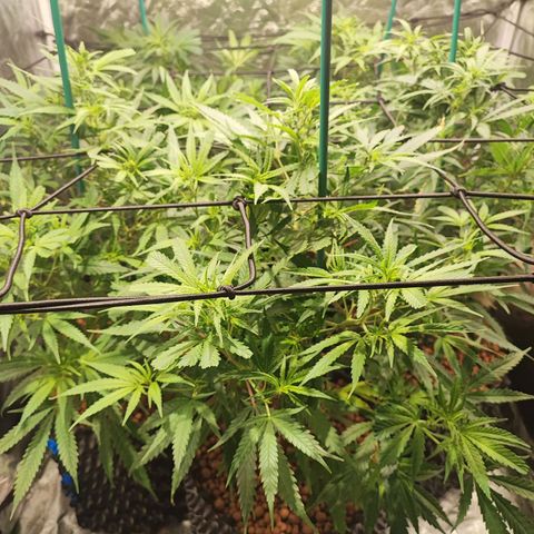 Kritical bilbo growlog timeline photo