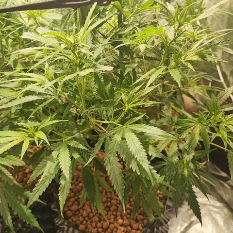 Kritical bilbo growlog timeline photo
