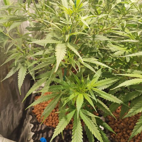Kritical bilbo growlog timeline photo