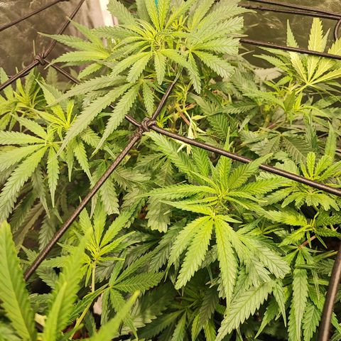 Kritical bilbo growlog timeline photo