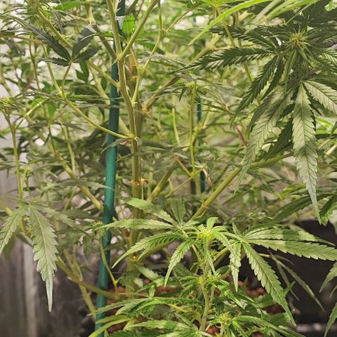 Kritical bilbo growlog timeline photo