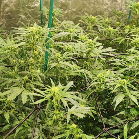 Kritical bilbo growlog timeline photo