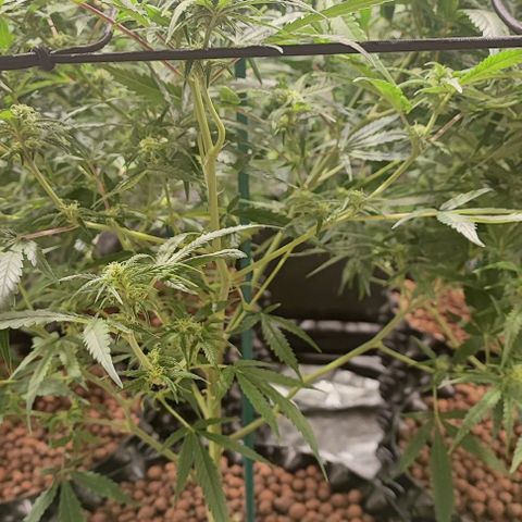 Kritical bilbo growlog timeline photo