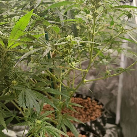 Kritical bilbo growlog timeline photo