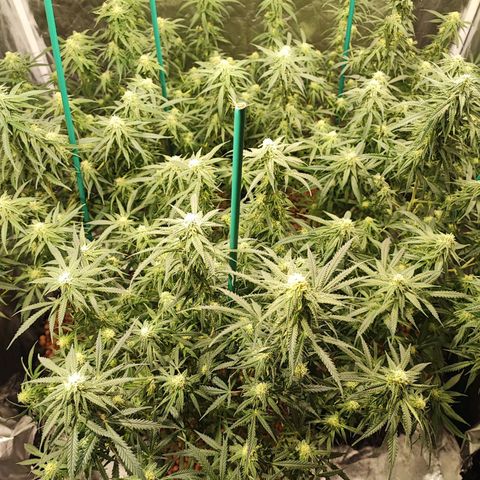 Kritical bilbo growlog timeline photo