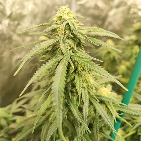 Kritical bilbo growlog timeline photo