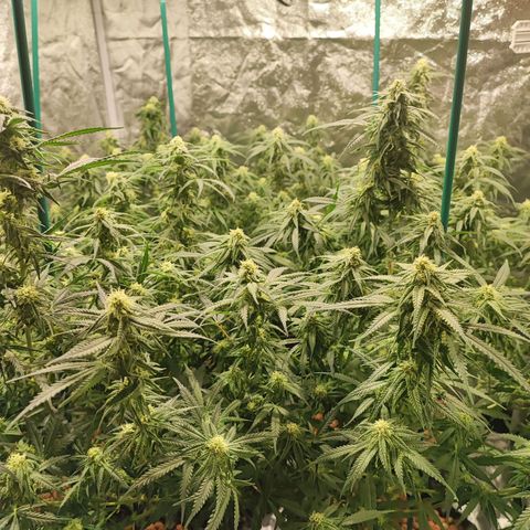 Kritical bilbo growlog timeline photo