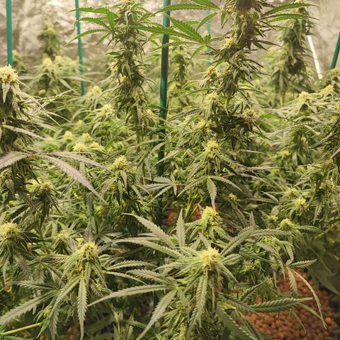 Kritical bilbo growlog timeline photo